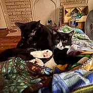 Midnight And Tuxeda joined the competition — help win amazing prizes! cat, black_cat, black_and_white_cat, pets, animal, feline, domestic_cat, snuggling, blanket, indoor, cozy, resting, fur, paw, home, brick_wall, fan, food_bowl, curious, relaxed
