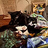 cat, black_cat, black_and_white_cat, pets, animal, feline, domestic_cat, snuggling, blanket, indoor, cozy, resting, fur, paw, home, brick_wall, fan, food_bowl, curious, relaxed