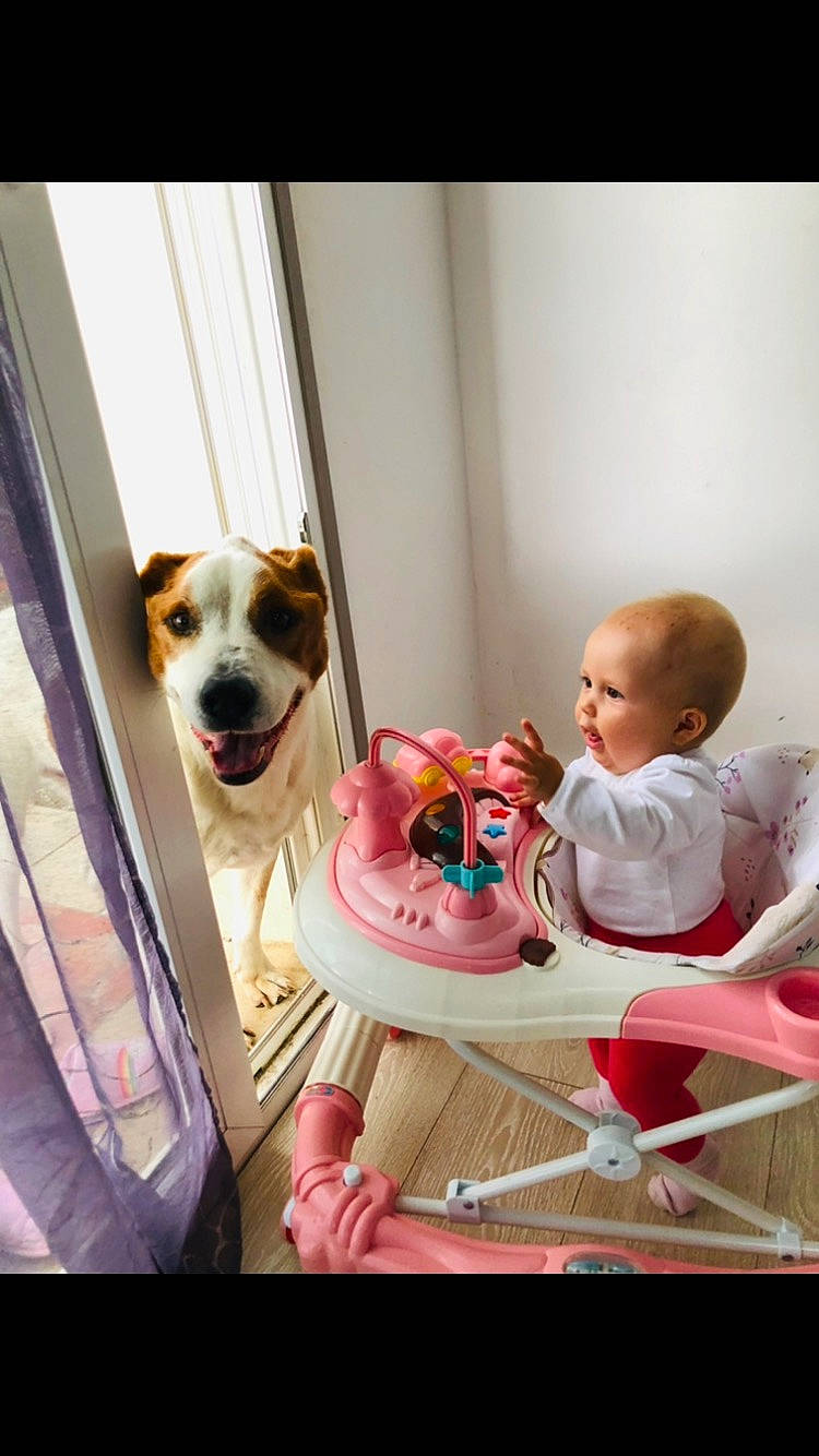 Rose participe au concours pour gagner de l'argent avec cette photo : baby, baby_toddler_clothing, carnivore, chair, child, comfort, companion_dog, dog, dog_breed, eyewear, flooring, person, play, room, sitting, sporting_group, table, tableware, toddler, toy