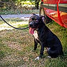 dog, black_and_white, sitting, tongue_out, happy, pet, leash, red_truck, vehicle, grass, outdoors, yard, trees, gravel, path, sunlight, animal, portrait, short_hair, white_chest