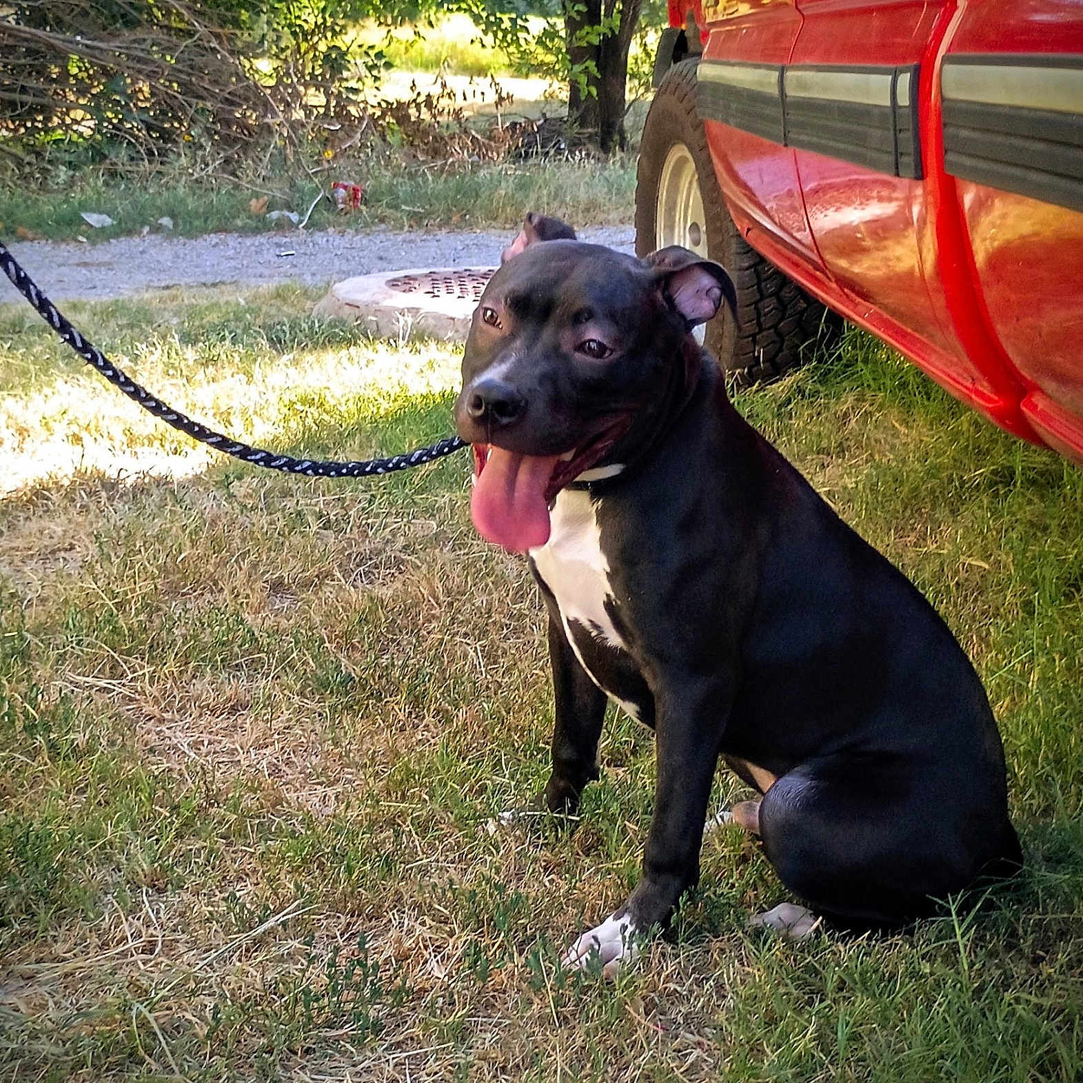 Chase is registered to the contest to win money with this photo: dog, black_and_white, sitting, tongue_out, happy, pet, leash, red_truck, vehicle, grass, outdoors, yard, trees, gravel, path, sunlight, animal, portrait, short_hair, white_chest