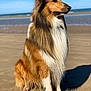 Jack Sparrow a rejoint le concours — aidez-le/la à gagner de superbes lots ! dog, collie, beach, sand, ocean, sky, sunlight, fur, sitting, animal, pet, outdoor, nature, canine, portrait, brown, white, long_hair, calm, daytime