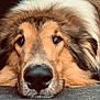 Jack Sparrow participe au concours pour gagner de l'argent avec cette photo : dog, close_up, resting, fur, nose, face, animal, pet, canine, sleepy, portrait, muzzle, whiskers, brown, black_nose, fluffy, indoors, laying_down, calm, cute