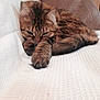 Mogwaï a rejoint le concours — aidez-le/la à gagner de superbes lots ! cat, tabby, sleeping, cozy, indoor, blanket, fur, paw, resting, cute, pet, animal, soft, couch, brown, white, relaxed, feline, closeup, comfort