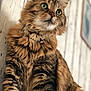 Mogwaï participe au concours pour gagner de l'argent avec cette photo : cat, tabby, fluffy, green_eyes, collar, bell, pet, feline, portrait, close_up, indoor, wooden_wall, fur, whiskers, animal, cute, domestic_cat, looking_away, mammal, house_pet