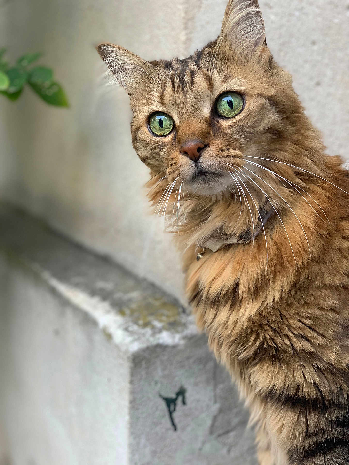 Mogwaï