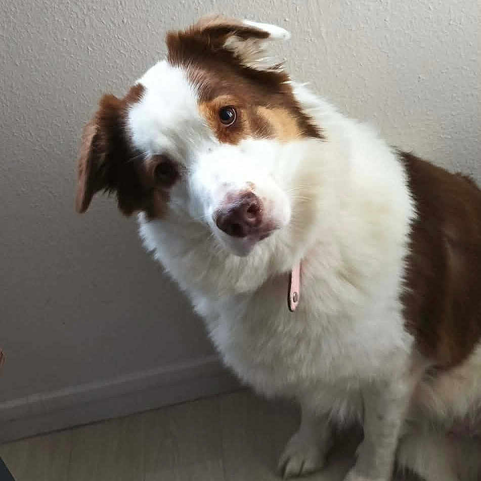 Polly a rejoint le concours — aidez-le/la à gagner de superbes lots ! dog, brown_and_white, pet, indoor, floor, wall, curious, tilted_head, sitting, domestic_animal, fur, canine, collar, cute, companion, animal, portrait, looking, friendly, house