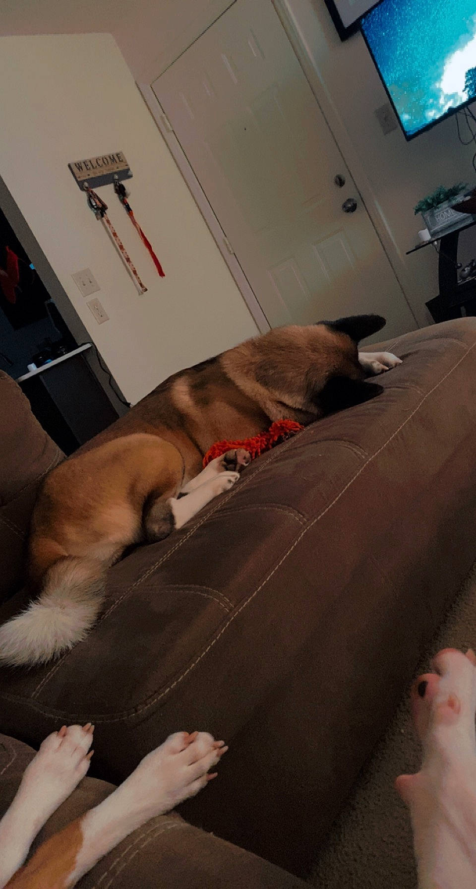 Bailey is registered to the contest to win money with this photo: canidae, carnivore, comfort, companion_dog, dog, dog_breed, fawn, floor, flooring, fur, hardwood, human_leg, picture_frame, room, snout, sporting_group, television, trunk, wood, working_animal