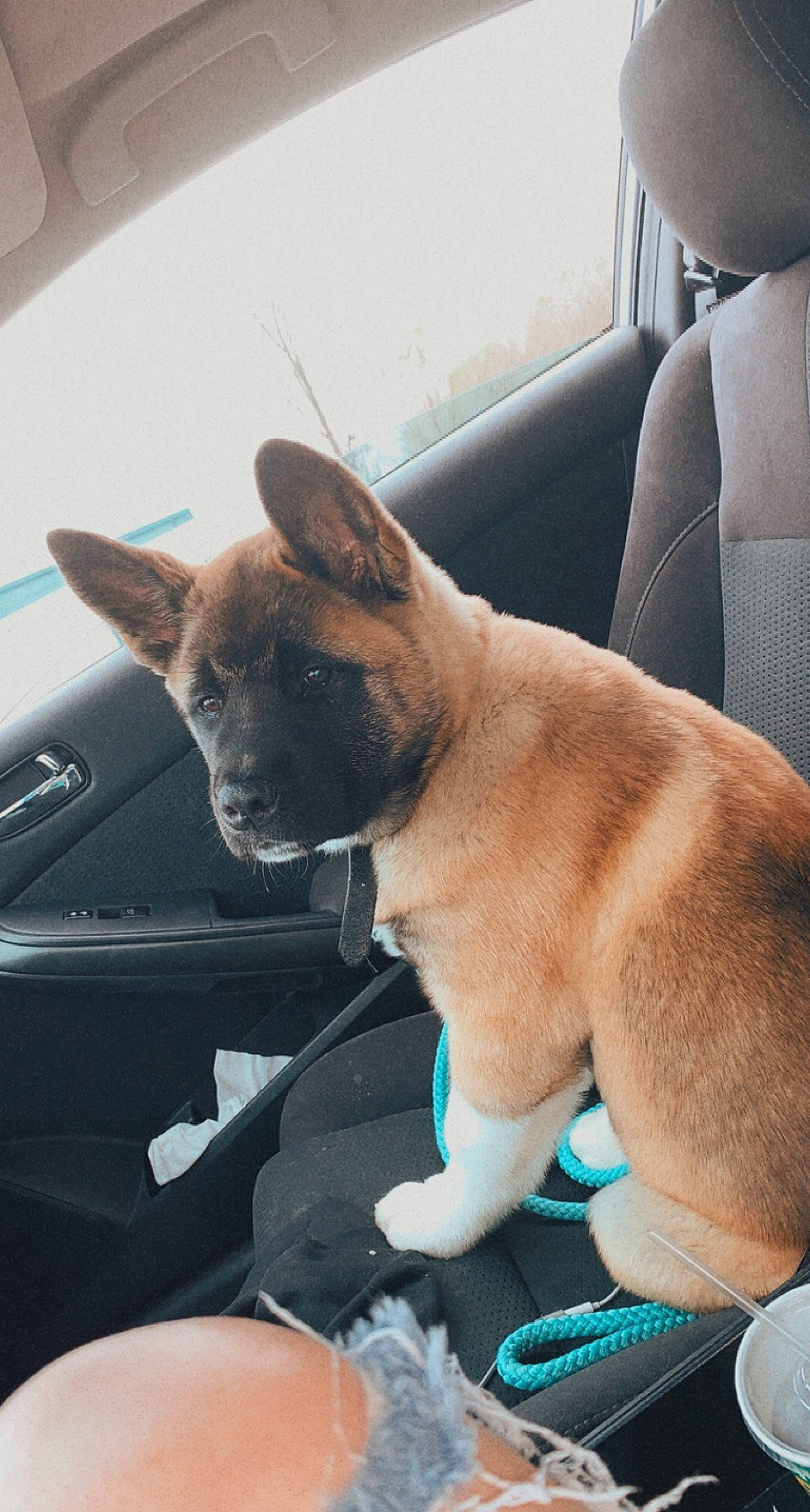 Bailey joined the competition — help win amazing prizes! auto_part, canidae, car, car_seat, carnivore, collar, comfort, companion_dog, dog, dog_breed, fawn, fur, personal_luxury_car, snout, sporting_group, tail, vehicle, window, windshield, working_animal
