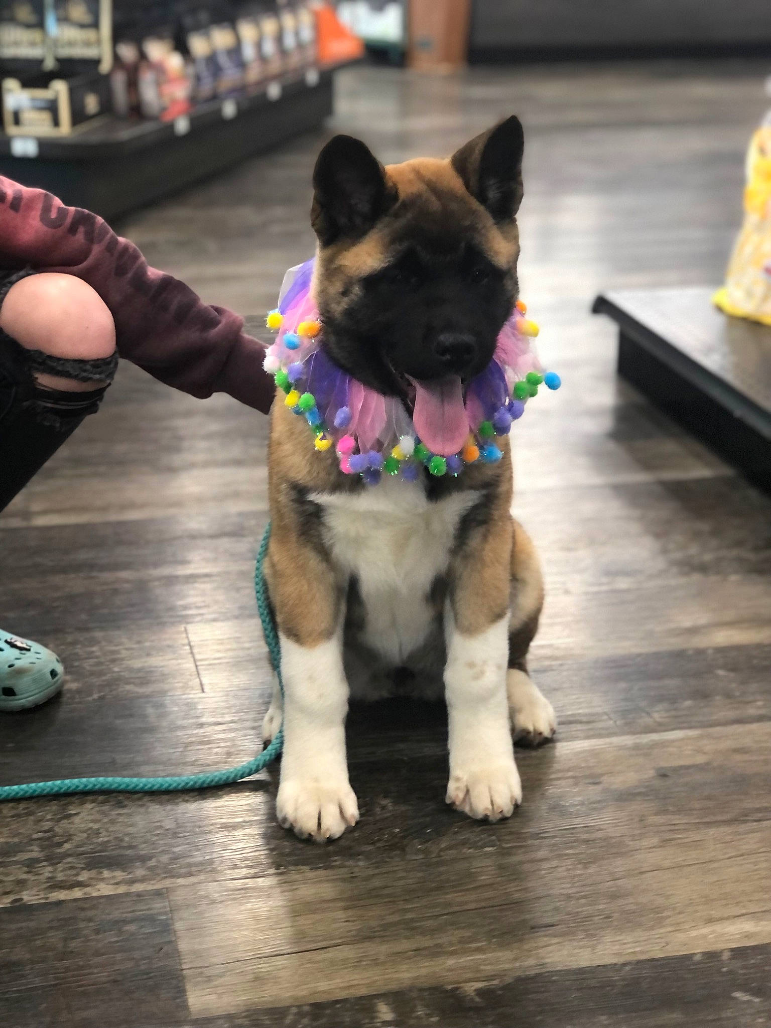 Bailey is registered to the contest to win money with this photo: canidae, carnivore, collar, companion_dog, dog, dog_breed, dog_collar, dog_supply, fawn, flooring, fur, human_leg, leash, snout, sporting_group, street, tail, wood, working_animal, wrinkle