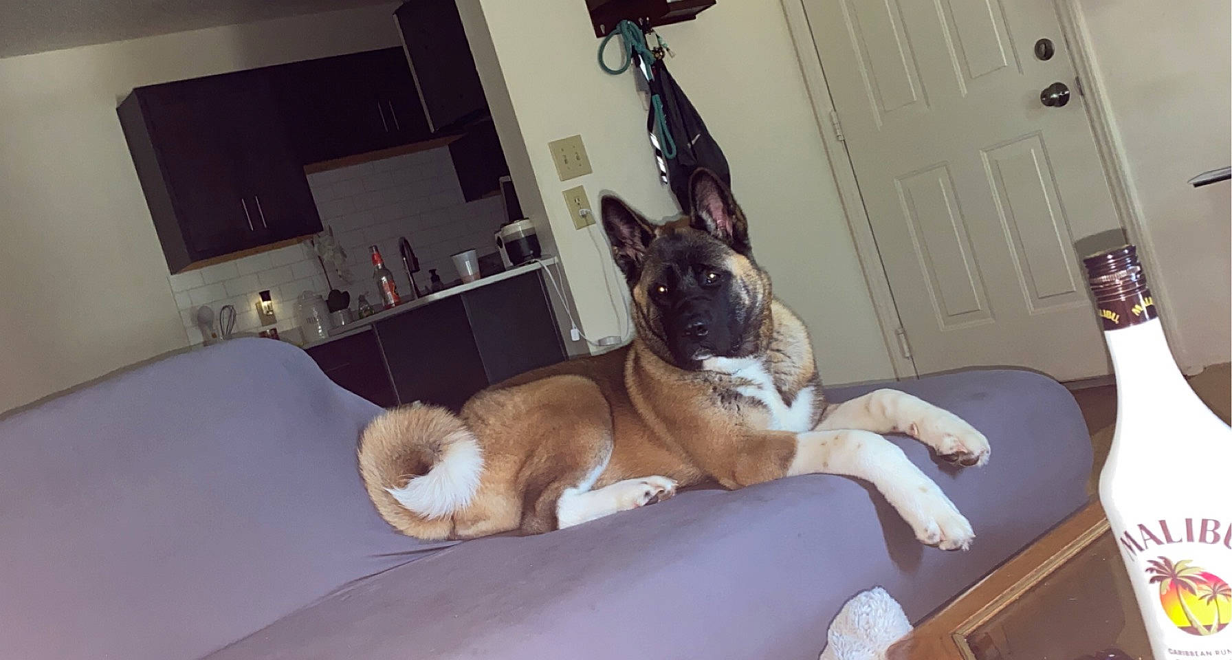 Bailey joined the competition — help win amazing prizes! canidae, carnivore, comfort, companion_dog, couch, dog, dog_breed, door, ear, fawn, linens, living_room, pug, room, snout, sporting_group, tail, toy_dog, whiskers, working_animal