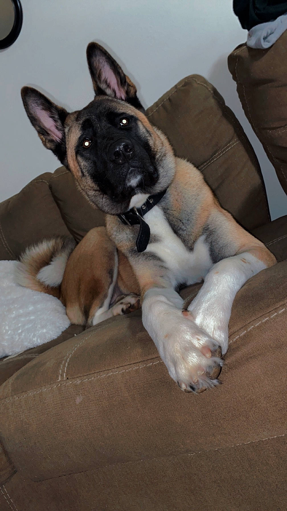 Bailey is registered to the contest to win money with this photo: bored, canidae, carnivore, comfort, companion_dog, dog, dog_breed, dog_supply, ear, eye, fawn, fur, nap, paw, snout, sporting_group, tail, terrestrial_animal, whiskers, working_animal