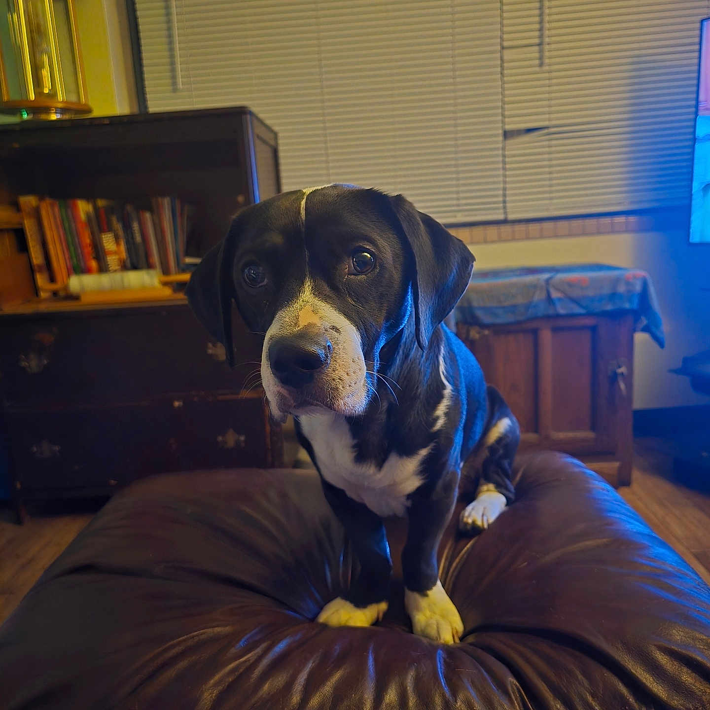 Snippet joined the competition — help win amazing prizes! animal, black_and_white, books, canine, close_up, cozy, curious, dog, flooring, household, indoor, lamp, leather_cushion, living_room, looking, pet, sitting, table, window_blinds, wooden_furniture