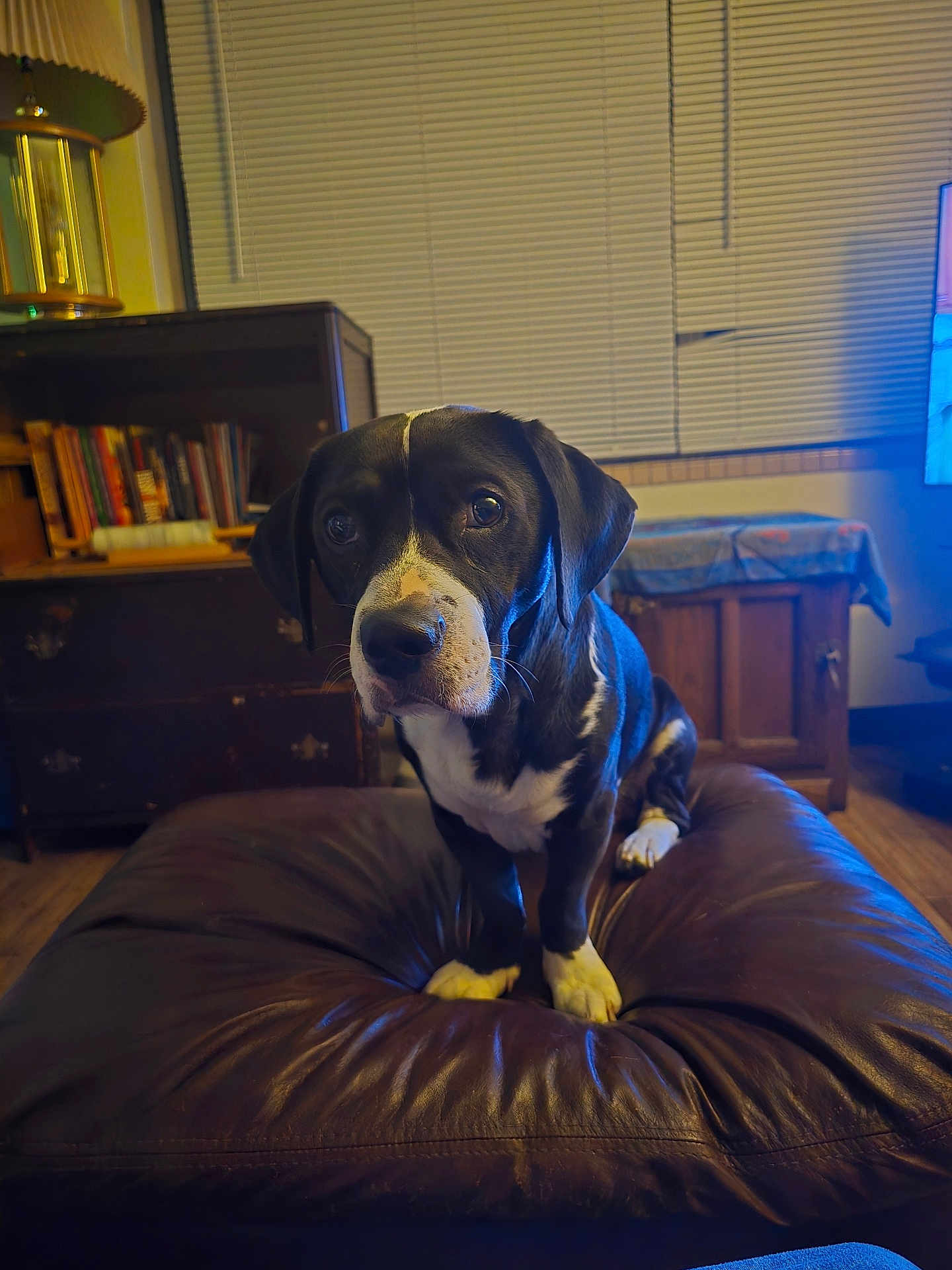 Snippet joined the competition — help win amazing prizes! dog, black_and_white, pet, indoor, leather_cushion, wooden_furniture, books, lamp, flooring, window_blinds, table, cozy, living_room, curious, animal, canine, sitting, looking, close_up, household