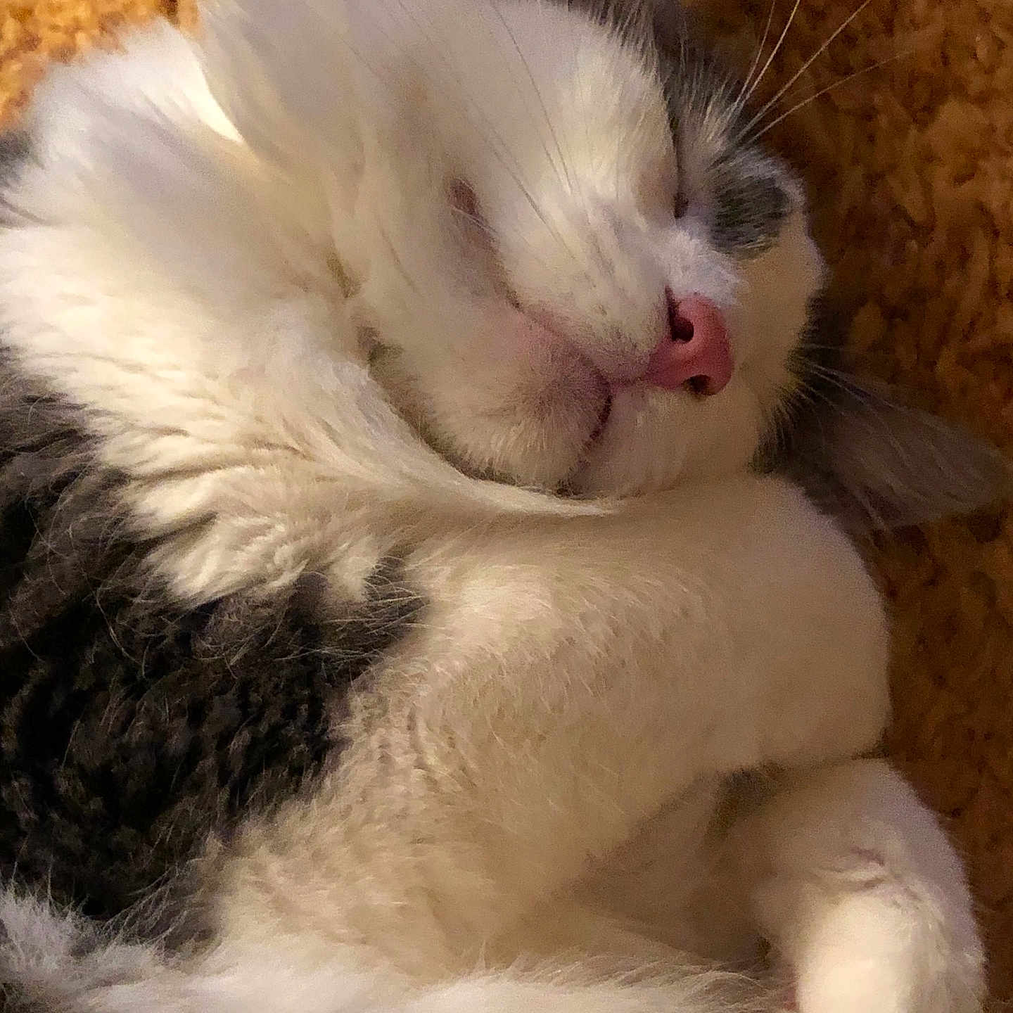 Louie