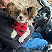 Westley is registered to the contest to win money with this photo: bandana, black_sweater, car_interior, casual, close_up, dog, driving, ears, fluffy, gear_shift, holding, indoor, jeans, man, pet, red_and_black, road_trip, seat, steering_wheel, window