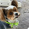 Westley is registered to the contest to win money with this photo: dog, pet, small_dog, shih_tzu, bow_tie, collar, neon, fluffy, long_hair, tongue_out, portrait, outdoor, stone_wall, patio, seated, looking_at_camera, animal, cute, photograph, smartphone_interface