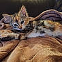kitten, cat, calico, pet, animal, feline, fur, whiskers, ears, blanket, soft, cozy, relaxed, indoor, resting, cute, young, stretching, brown, black