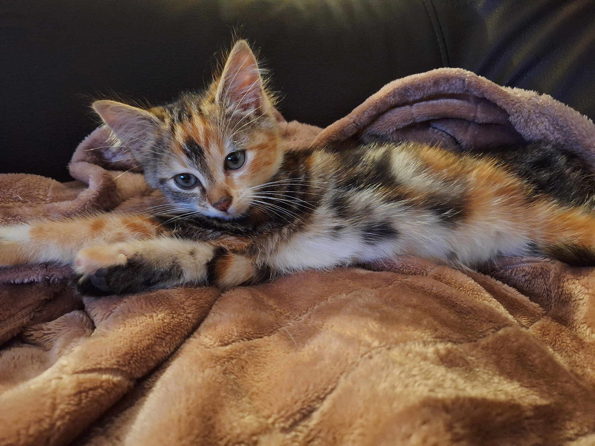 Ambre a rejoint le concours — aidez-le/la à gagner de superbes lots ! kitten, cat, calico, pet, animal, feline, fur, whiskers, ears, blanket, soft, cozy, relaxed, indoor, resting, cute, young, stretching, brown, black