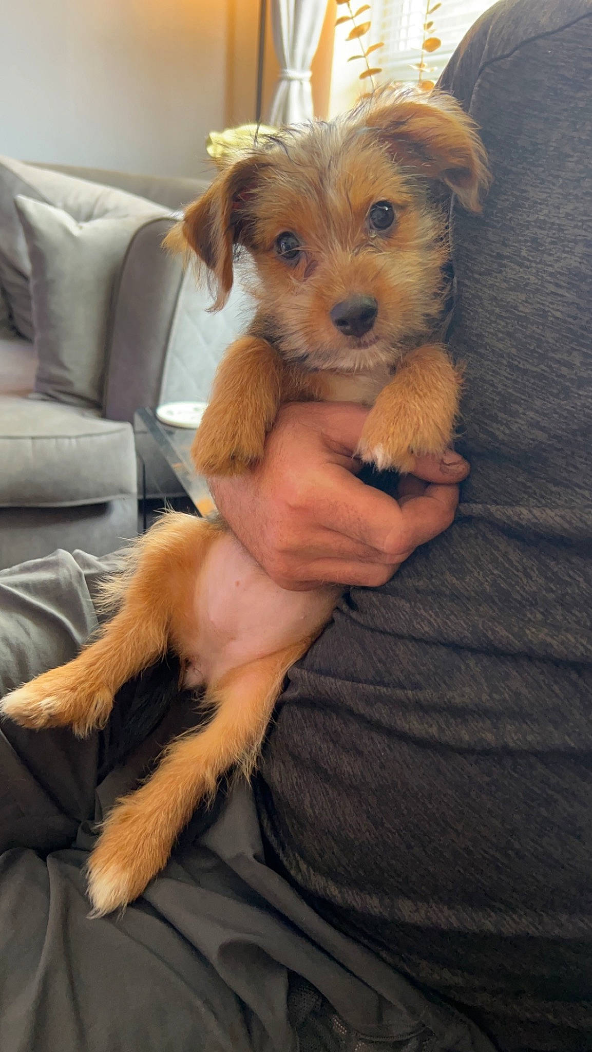 Tilly is registered to the contest to win money with this photo: canidae, carnivore, comfort, companion_dog, couch, dog, dog_breed, fawn, fur, maltepoo, puppy_love, sitting, small_terrier, snout, sporting_group, terrier, toy, toy_dog, whiskers, working_animal