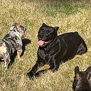Onyx joined the competition — help win amazing prizes! animal, black_dog, canine, companions, daylight, dog, grass, gray_dog, happy, mammal, nature, outdoor, pet, playful, relaxed, spotted_dog, sunny, sunshine, three_animals, tongue_out
