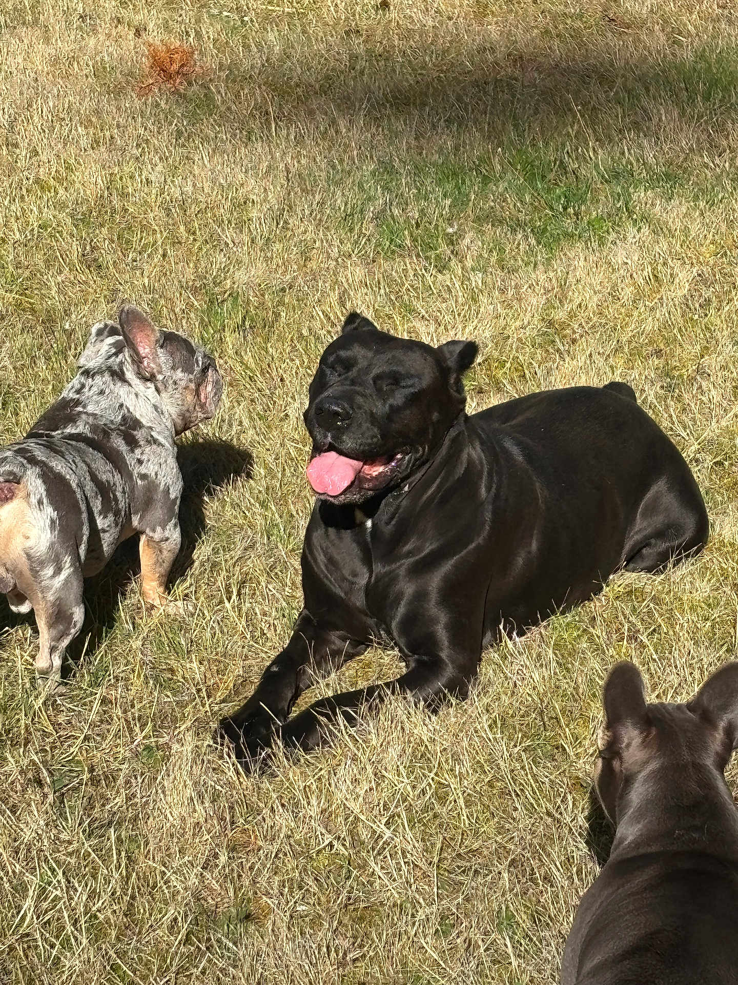 Onyx