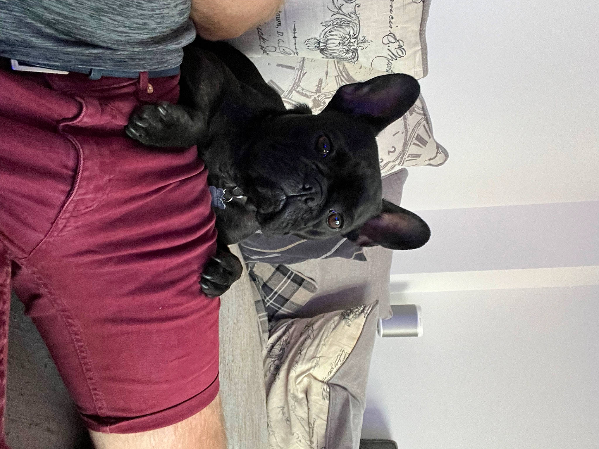 Doug joined the competition — help win amazing prizes! bag, carnivore, companion_dog, dog, dog_breed, dog_clothes, fawn, gesture, grey, human_leg, magenta, outerwear, personal_protective_equipment, pink, shoulder, sleeve, sportswear, t_shirt, thigh, waist