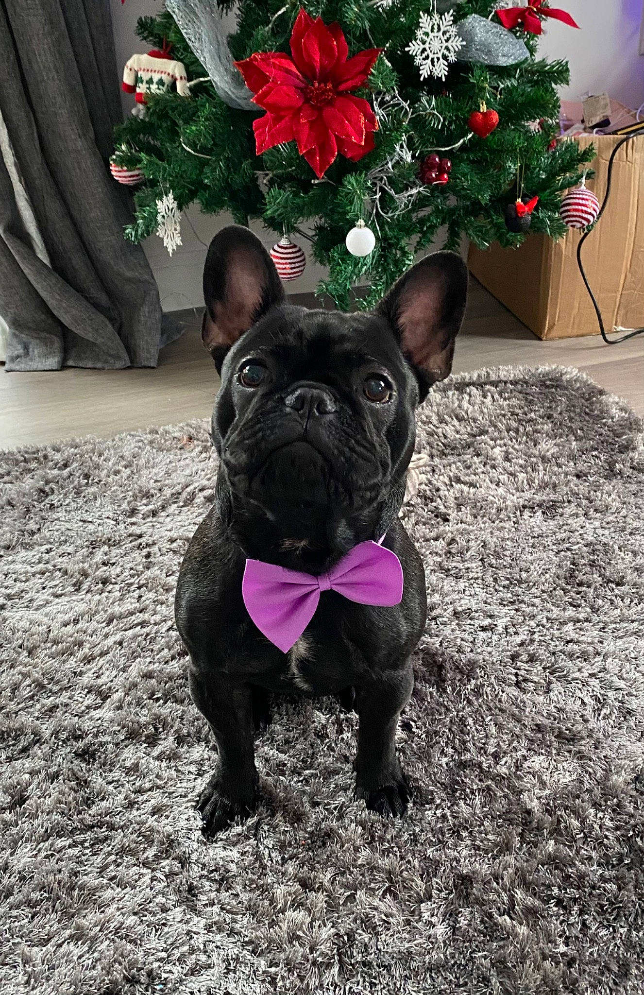 Doug is registered to the contest to win money with this photo: bulldog, canidae, carnivore, christmas_ornament, christmas_tree, collar, companion_dog, dog, dog_breed, event, fawn, grass, holiday_ornament, ornament, plant, pug, snout, sporting_group, toy_dog, whiskers