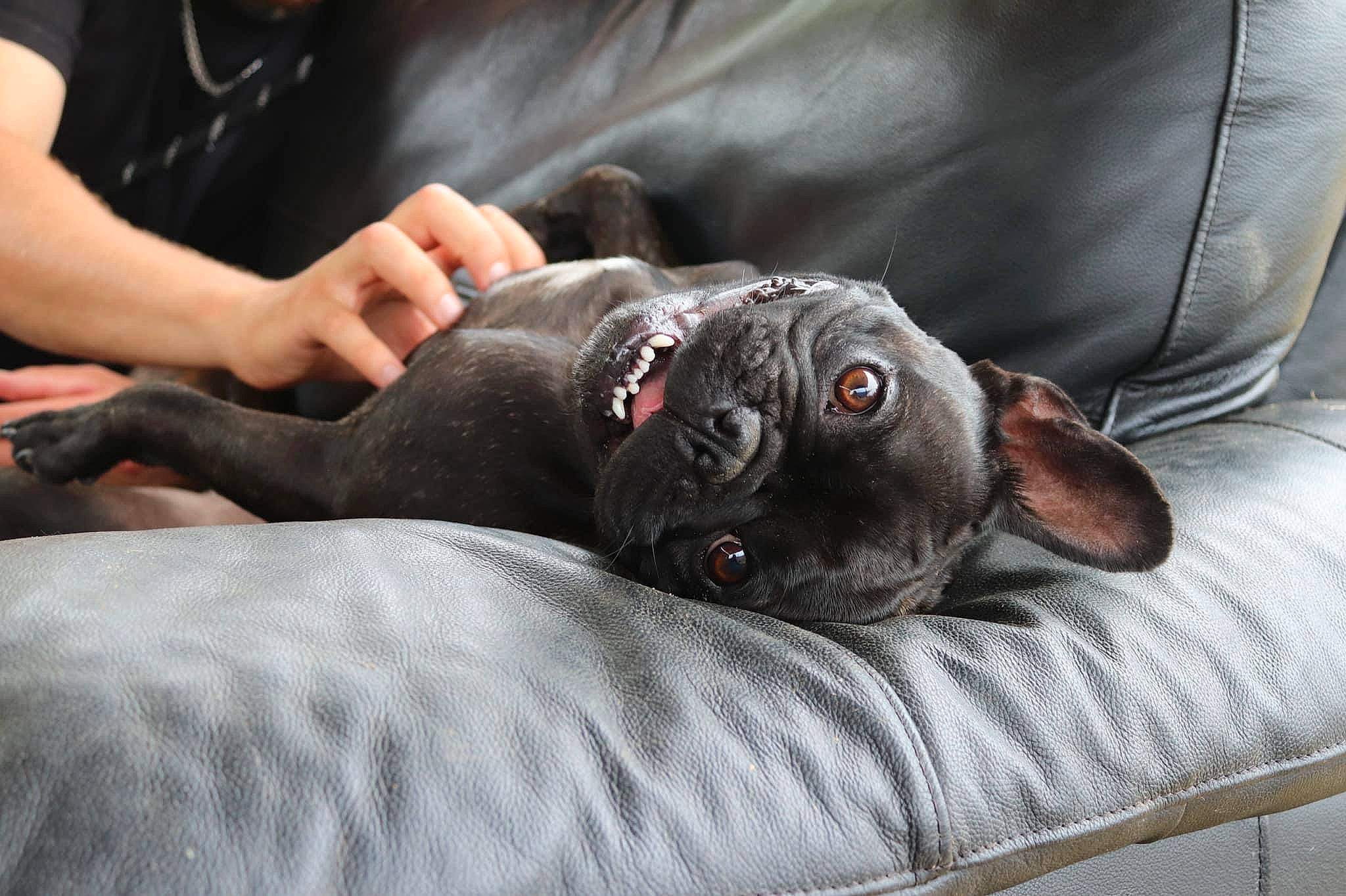 Doug is registered to the contest to win money with this photo: canidae, carnivore, comfort, companion_dog, couch, dog, dog_breed, ear, fawn, fur, grey, guard_dog, liver, non_sporting_group, puppy, sitting, snout, sporting_group, whiskers, working_animal