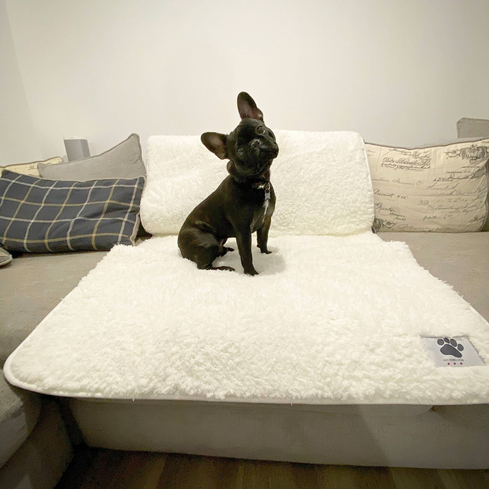 Doug is registered to the contest to win money with this photo: bed, carnivore, chair, comfort, companion_dog, couch, dog, dog_breed, fawn, furniture, grey, hardwood, linens, pillow, rectangle, snout, table, toy_dog, wood, working_animal