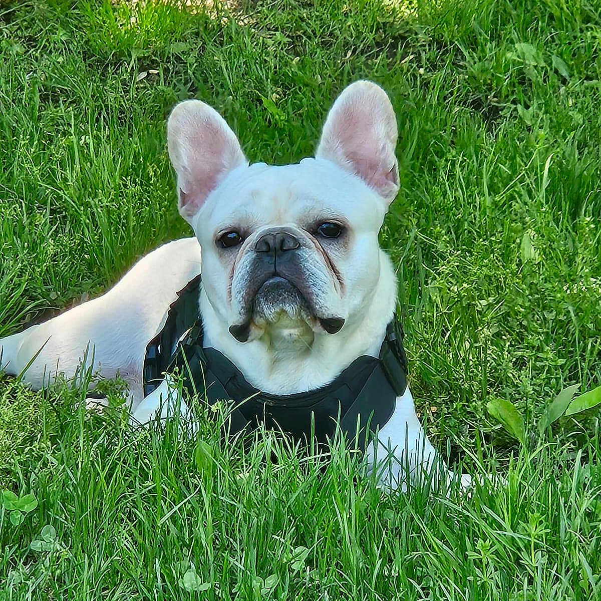 Max joined the competition — help win amazing prizes! animal, black_harness, canine, cute, daylight, dog, ears_up, french_bulldog, garden, grass, greenery, laying_down, mammal, nature, outdoor, pet, pet_accessory, portrait, sunlight, white_dog