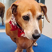 Grady Rowell joined the competition — help win amazing prizes! dog, dachshund, brown_dog, pet, indoor, bandana, blue_mat, mirror, animal, canine, close_up, floor, cute, companion, portrait, domestic_animal, short_legs, ears, snout, paw