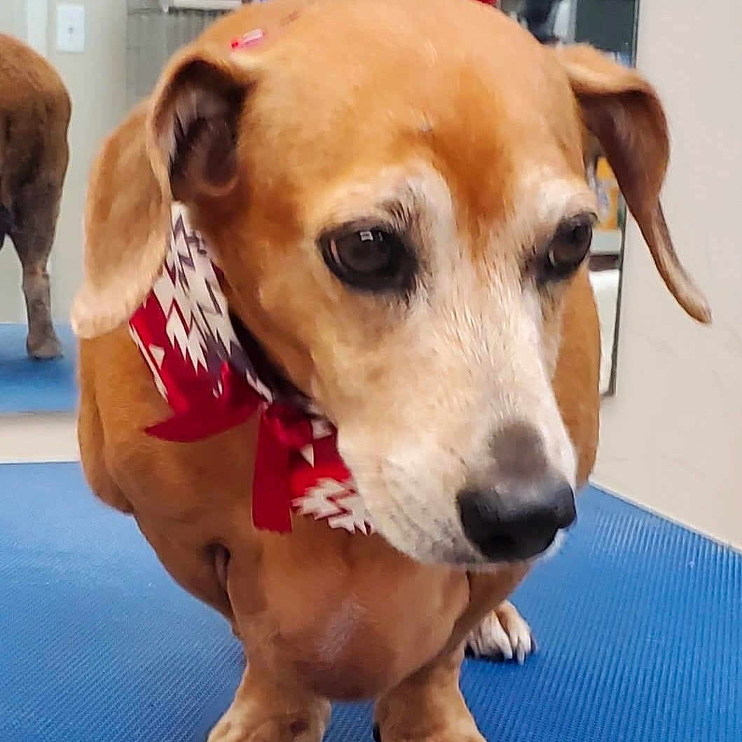 Grady Rowell joined the competition — help win amazing prizes! animal, bandana, blue_mat, brown_dog, canine, close_up, companion, cute, dachshund, dog, domestic_animal, ears, floor, indoor, mirror, paw, pet, portrait, short_legs, snout