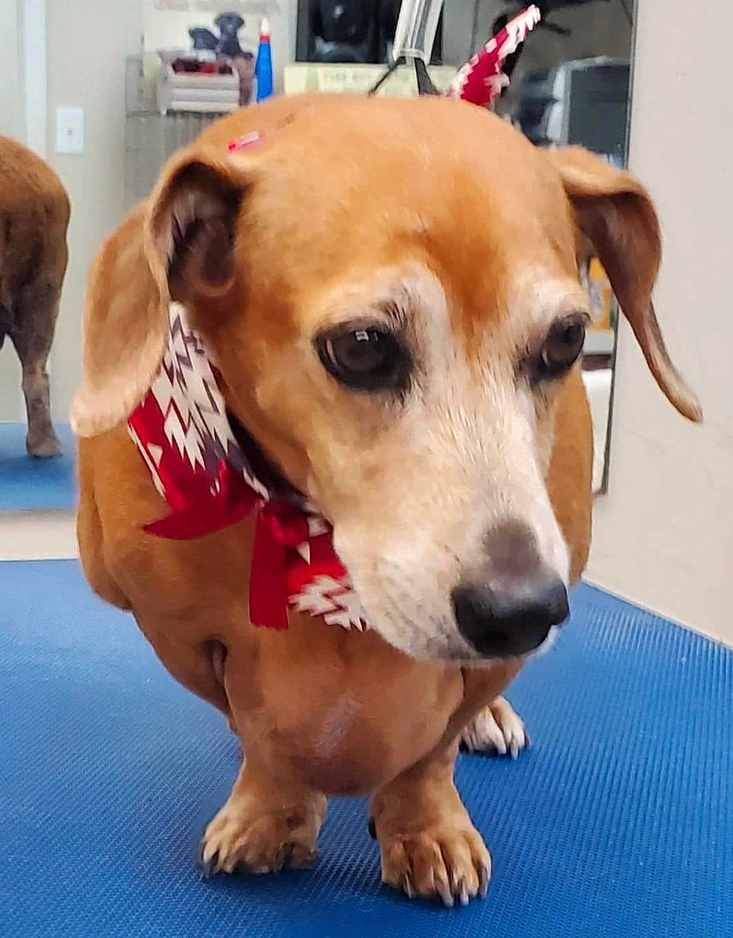 Grady Rowell joined the competition — help win amazing prizes! dog, dachshund, brown_dog, pet, indoor, bandana, blue_mat, mirror, animal, canine, close_up, floor, cute, companion, portrait, domestic_animal, short_legs, ears, snout, paw