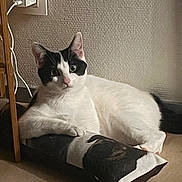 Aria a rejoint le concours — aidez-le/la à gagner de superbes lots ! animal, black_and_white, cat, cord, dog_image, ears, eyes, floor, fur, indoor, lying_down, nose, pet, pillow, plug, relaxed, textured_wall, wall, whiskers, wooden_floor