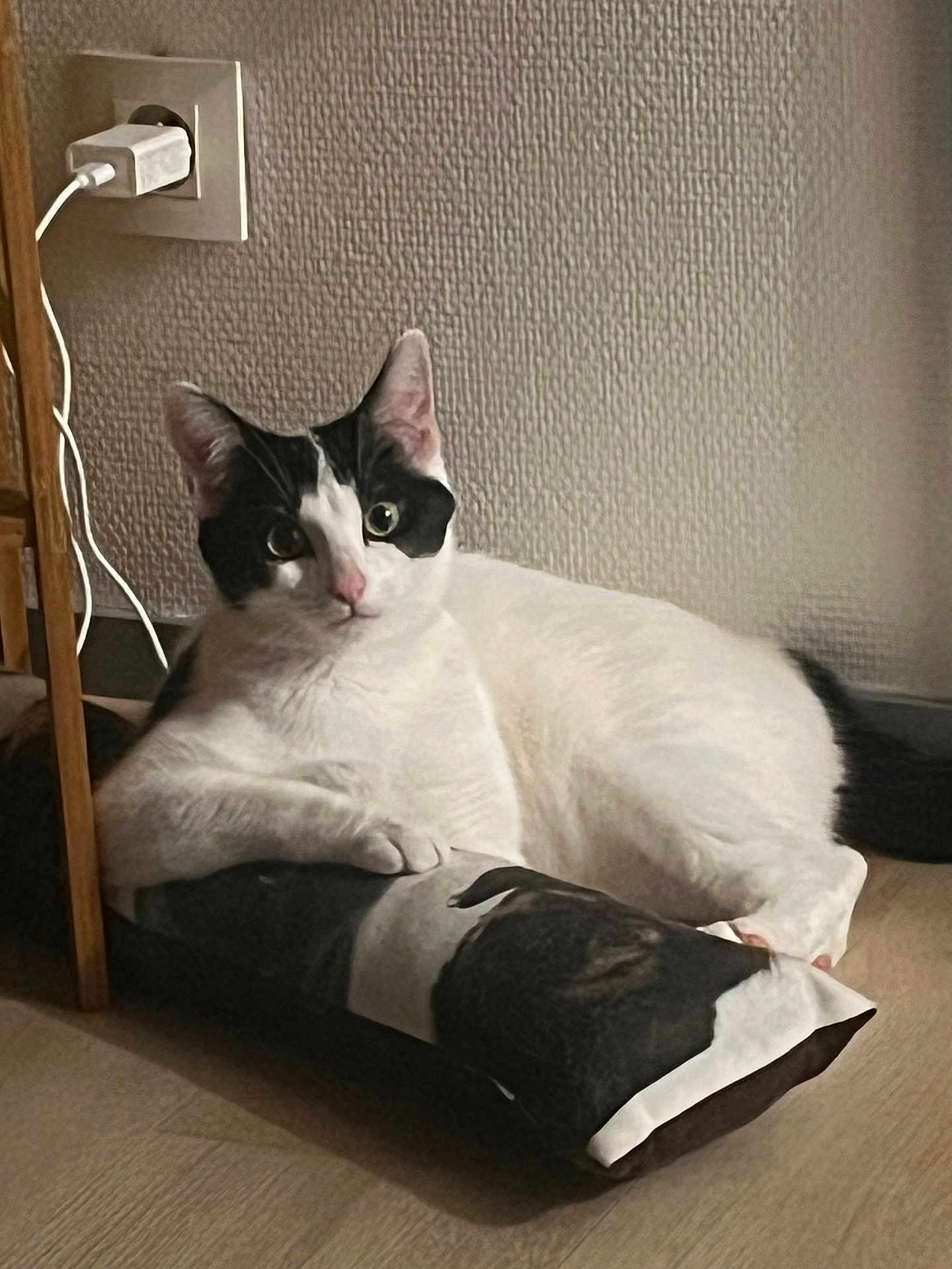 Aria a rejoint le concours — aidez-le/la à gagner de superbes lots ! animal, black_and_white, cat, cord, dog_image, ears, eyes, floor, fur, indoor, lying_down, nose, pet, pillow, plug, relaxed, textured_wall, wall, whiskers, wooden_floor
