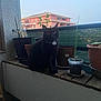 animal, balcony, black_cat, building, cat, domestic, evening, fence, greenery, nature, outdoor, pet, plant, potted_plant, quiet, residential_building, shadow, sky, window, wooden_ledge