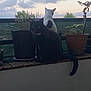 animal, balcony, black_cat, cat, clouds, domestic, evening, fur, looking_away, nature, outdoor, pets, plants, potted_plant, quiet, sitting, sky, sunset, tail, white_cat