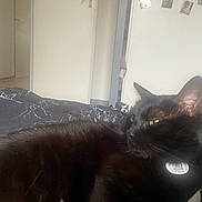 Grimlins participe au concours pour gagner de l'argent avec cette photo : animal, bed, black_cat, blanket, cat, collar, comfort, doorway, feline, fur, green_eyes, home, indoor, pet, photographs, quiet, relaxed, resting, sleepy, wall