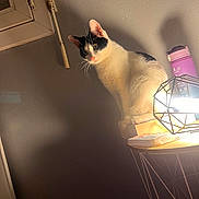 Alison Leclerc a rejoint le concours — aidez-le/la à gagner de superbes lots ! animal, black_and_white, cat, cozy, curious, domestic, feline, fur, household, indoor, lamp, lighting, object, pet, quiet, shadow, sitting, table, wall, water_bottle