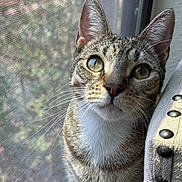 Yogi is registered to the contest to win money with this photo: animal, cat, close_up, cozy, curious, cushion, domestic_cat, fabric, feline, fur, green_eyes, indoor, natural_light, pet, portrait, studs, tabby, texture, whiskers, window_screen