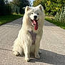 dog, white_dog, samoyed, happy, tongue_out, sitting, outdoor, pathway, sunny, greenery, trees, nature, pet, canine, fur, leash, collar, daylight, smiling, friendly