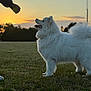 dog, white_dog, fluffy, grass, sunset, outdoor, playing, ball, pet, animal, nature, field, hand, waiting, happy, canine, fur, sky, silhouette, park