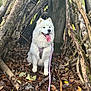 dog, white_dog, samoyed, tongue_out, forest, leaves, tree_branches, wood, nature, outdoor, shelter, rustic, pet, animal, canine, fur, harness, leash, autumn, smiling