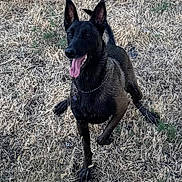 Echo is registered to the contest to win money with this photo: animal, animal_portrait, black_dog, canine, chain_collar, dog, dry_grass, ears_up, friendship, grass, happy, human_arm, nature, outdoor, park, pet, playful, summer, tattoo, tongue_out