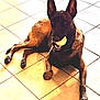 animal, ball, belgian_malinois, black, brown, canine, collar, companion, dog, domestic_animal, ears, fur, indoor, laying, mouth, paw, pet, playful, resting, tile_floor