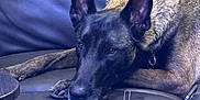 Echo is registered to the contest to win money with this photo: dog, pet, ball, leather_couch, indoor, relaxed, canine, animal, playing, resting, brown_fur, black_muzzle, ears_up, collar, toy, closeup, home, furniture, quiet, companion