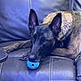 dog, pet, ball, leather_couch, indoor, relaxed, canine, animal, playing, resting, brown_fur, black_muzzle, ears_up, collar, toy, closeup, home, furniture, quiet, companion