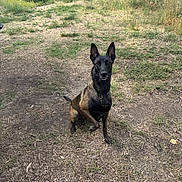 Echo is registered to the contest to win money with this photo: dog, belgian_malinois, outdoor, grass, dirt, river, bridge, nature, animal, pet, canine, sitting, alert, collar, water, daylight, wildlife, ears_up, park, landscape