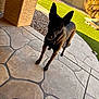 animal, backyard, black_dog, collar, dog, ear, fence, grass, green_lawn, nature, outdoor, patio, pet, resting_dog, shadow, stone_floor, summer, sunlight, tree, wall